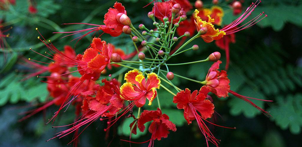 Hortus Botanicus - Yellow and Red English Plant